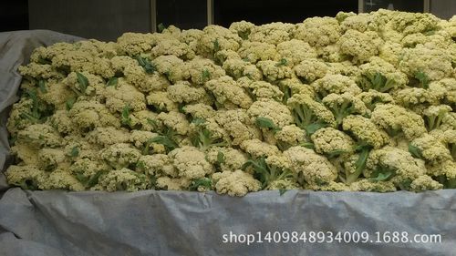 山东临沂市沂水县四十里镇大型现代化的蔬菜产品种植批发基地,目前