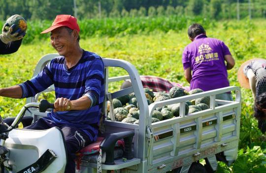 人民网保定7月20日电 连日来,在保定市曲阳县产德镇供京蔬菜种植基地