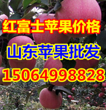 红富士苹果产在哪里山东苹果产地15064998828山东苹果价报价-主营项目-山东惠万家果蔬仔猪购销处