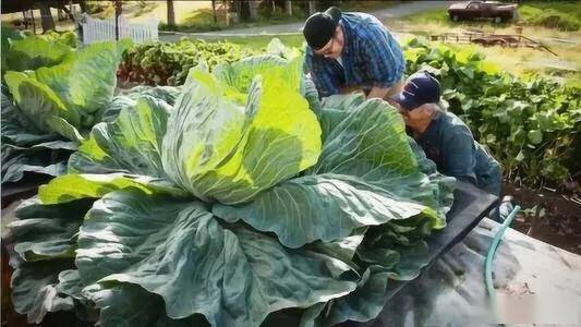 探寻美国巨菜谷之谜,大量放射性照射导致蔬菜疯狂生长